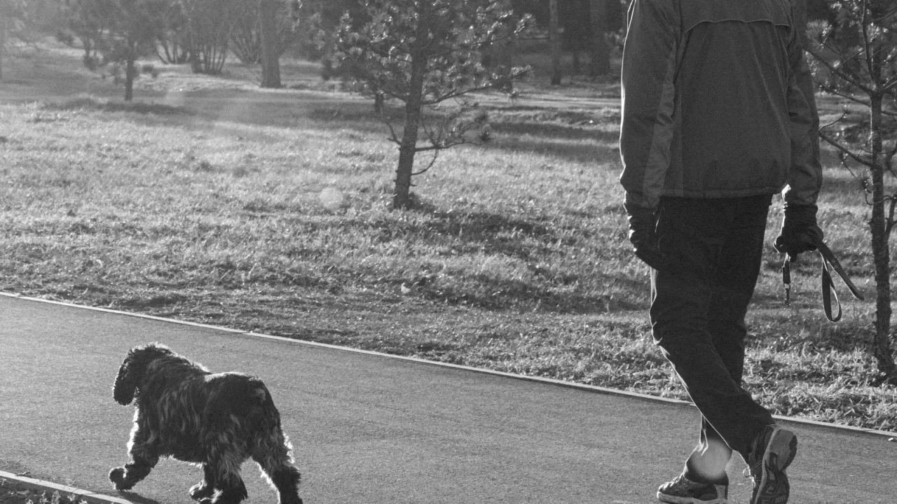 Parkta patikada köpeğiyle yürüyüş yapan kişi